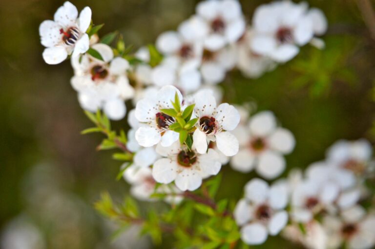 miel de manuka