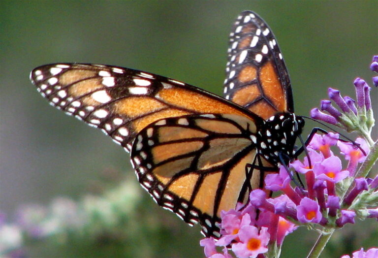 Mariposa monarca