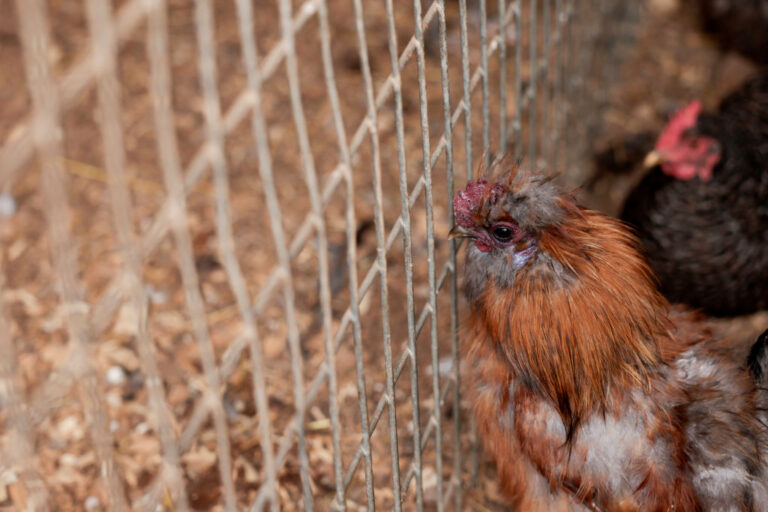 gripe aviar gallinas ponedoras