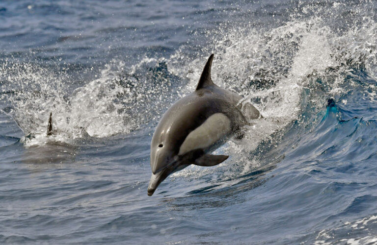 delfines militares