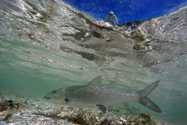 peces con antidepresivos