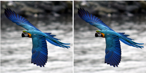 guacamayo de Spix (loro azul raro)