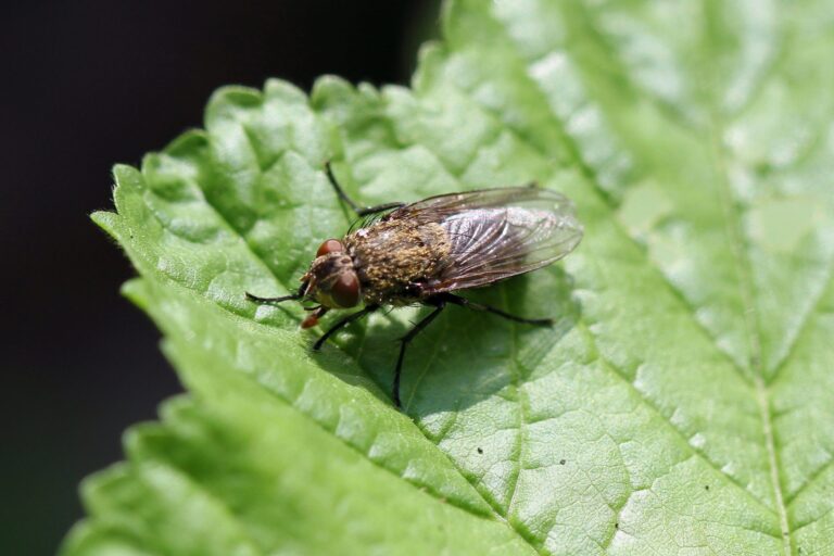 Moscas antárticas especies invasoras