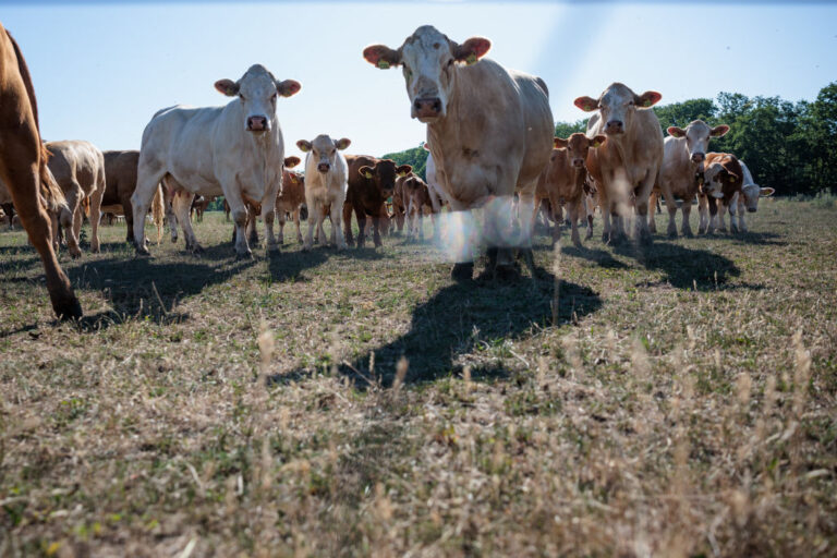 Inteligencia artificial Dakota del Sur planta procesadora de carne