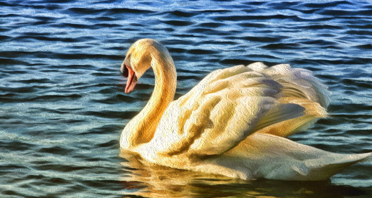 cisne