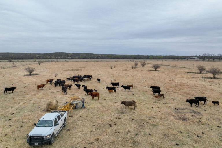 vacas muertas