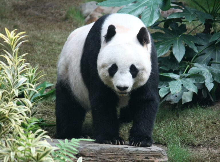 panda