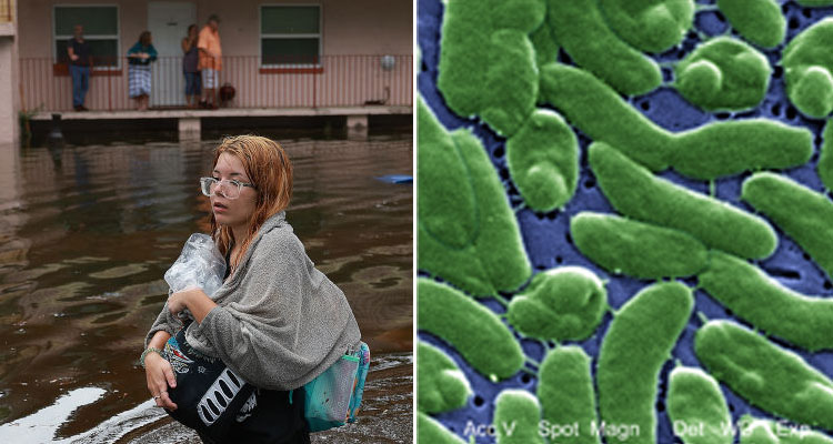 Vibrio vulnificus bacteria come carne